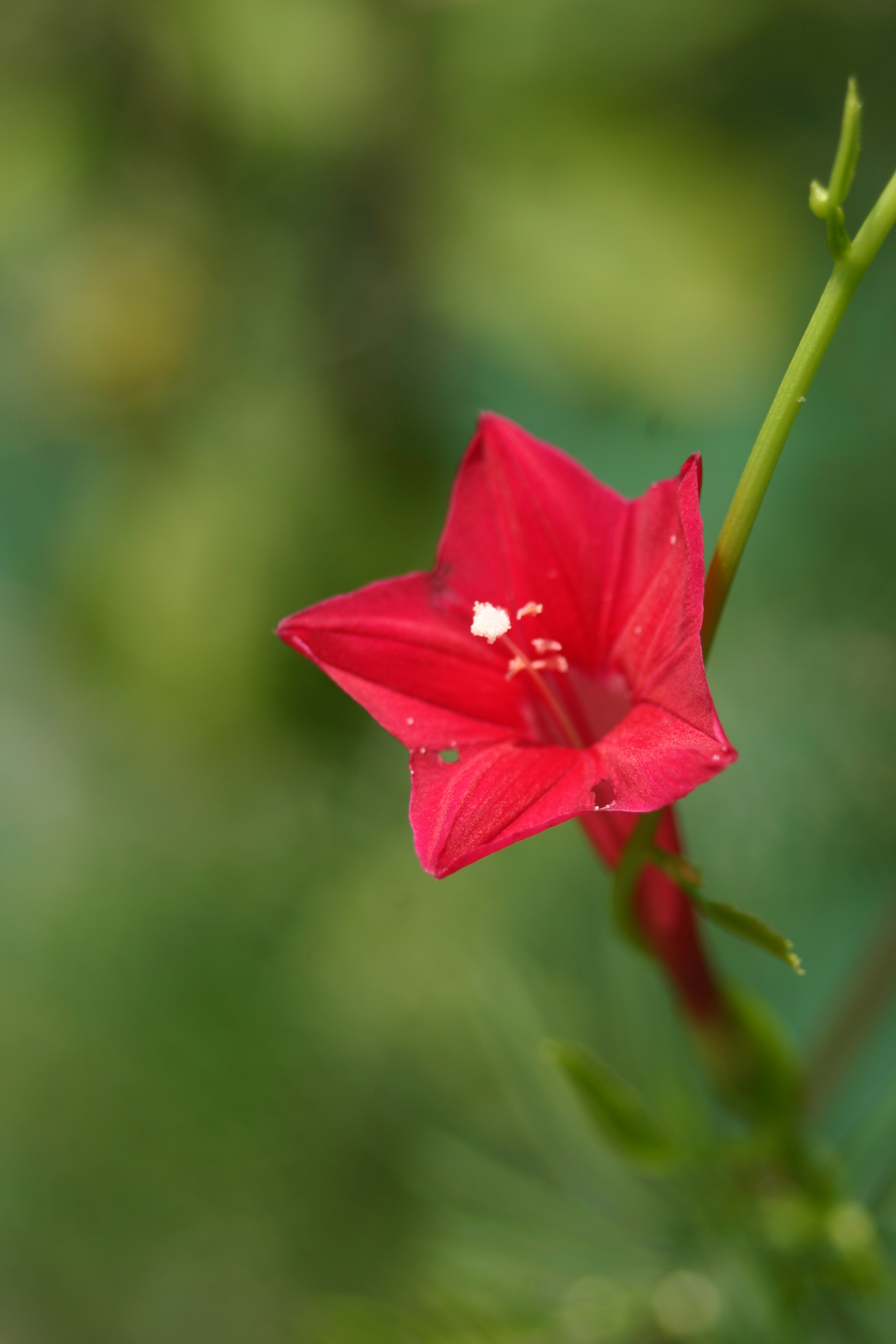 Cypress Vine &ndash; stxflora