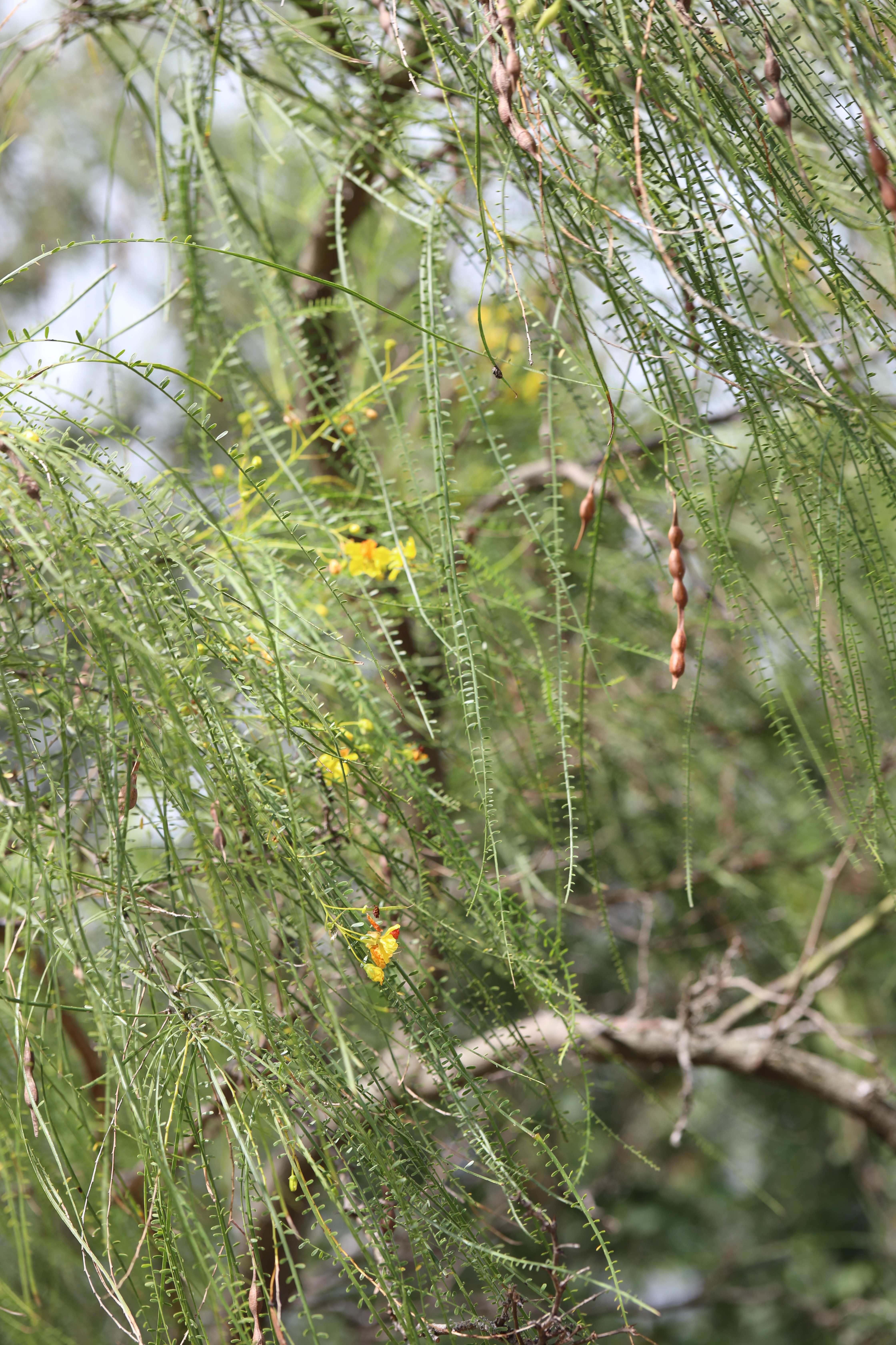 Retama, Jerusalem-thorn, Horsebean, Crown of Thorns, Lluvia de Oro ...