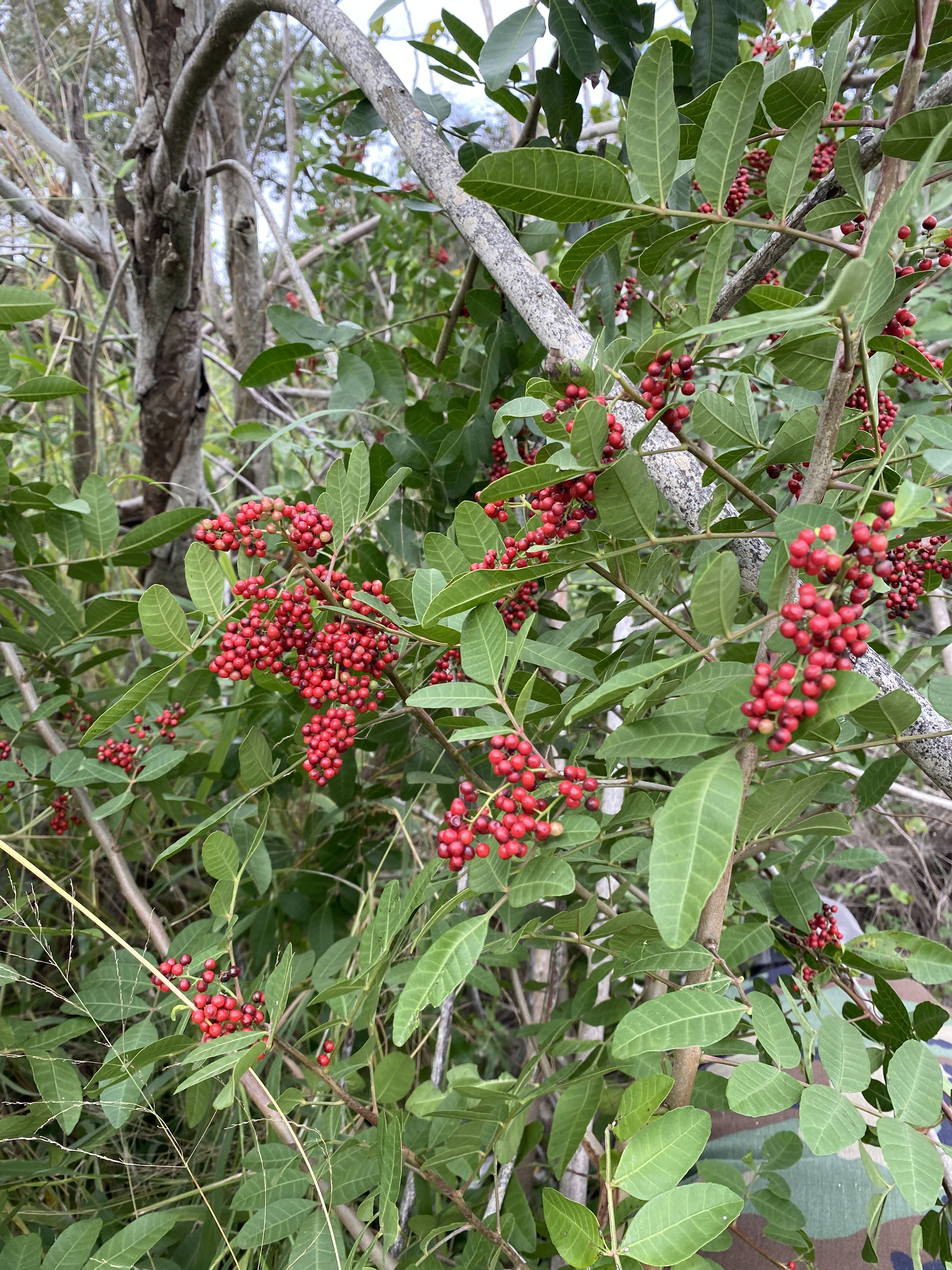 Pepper Rash Brazilian Pepper Tree Rash