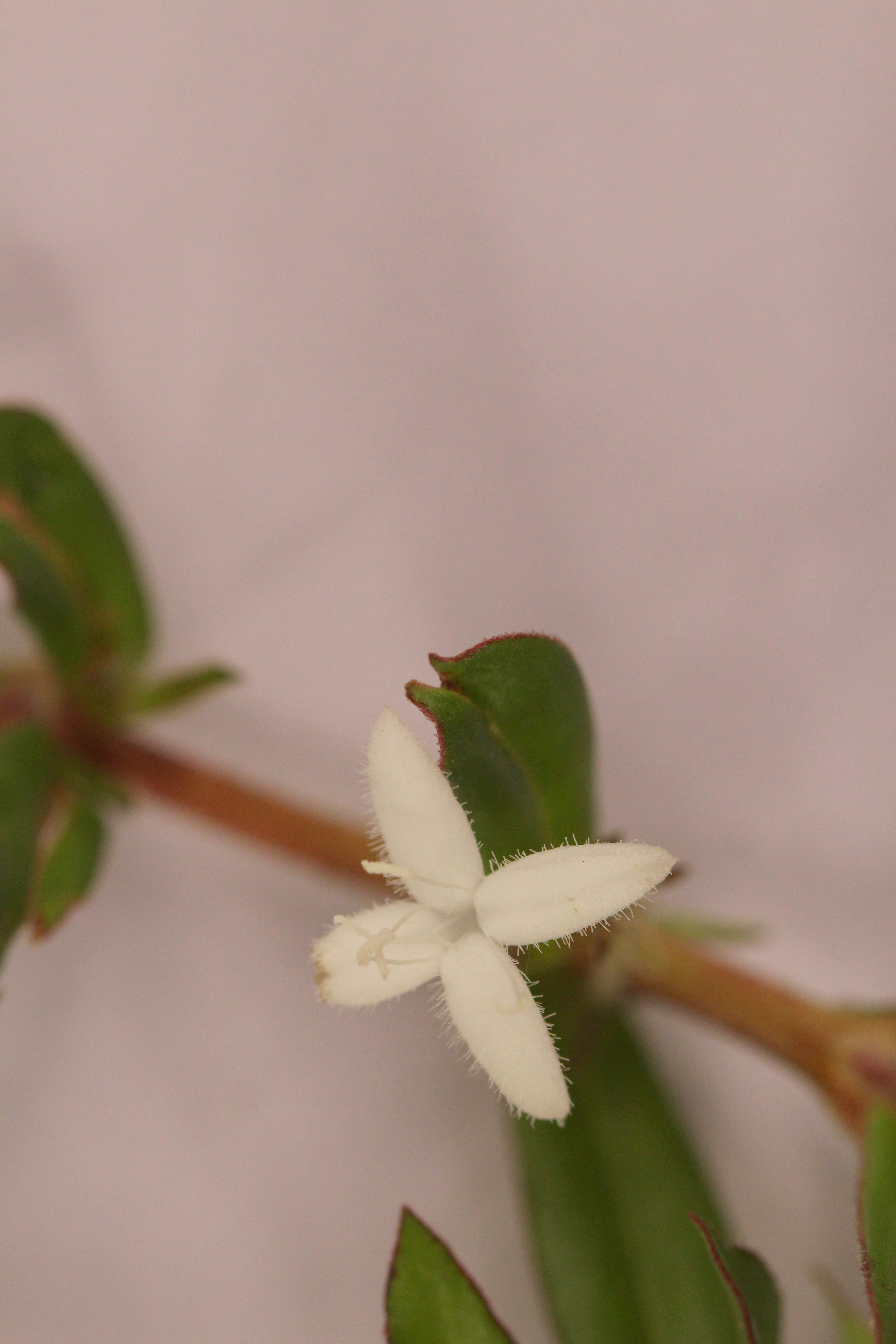 Buttonweed – stxflora