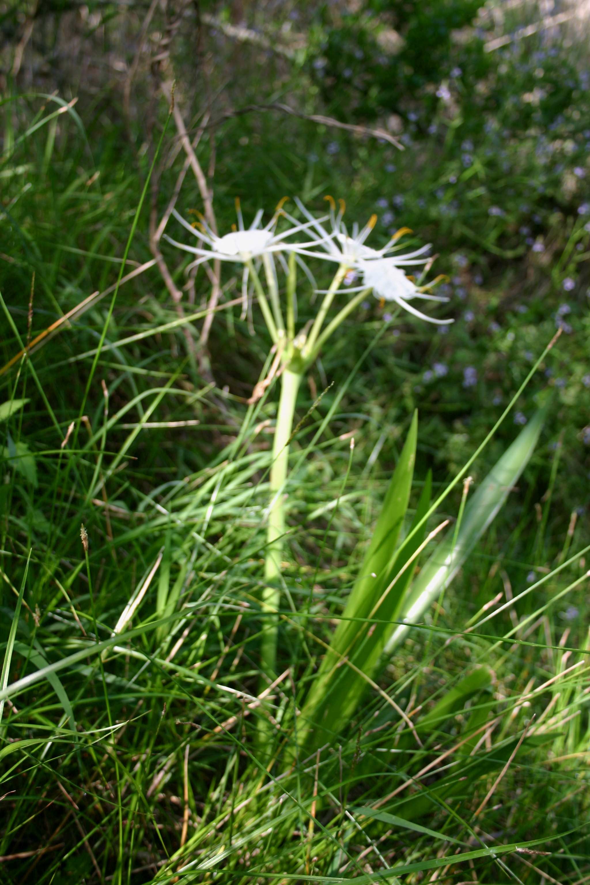 Spider Lily – stxflora