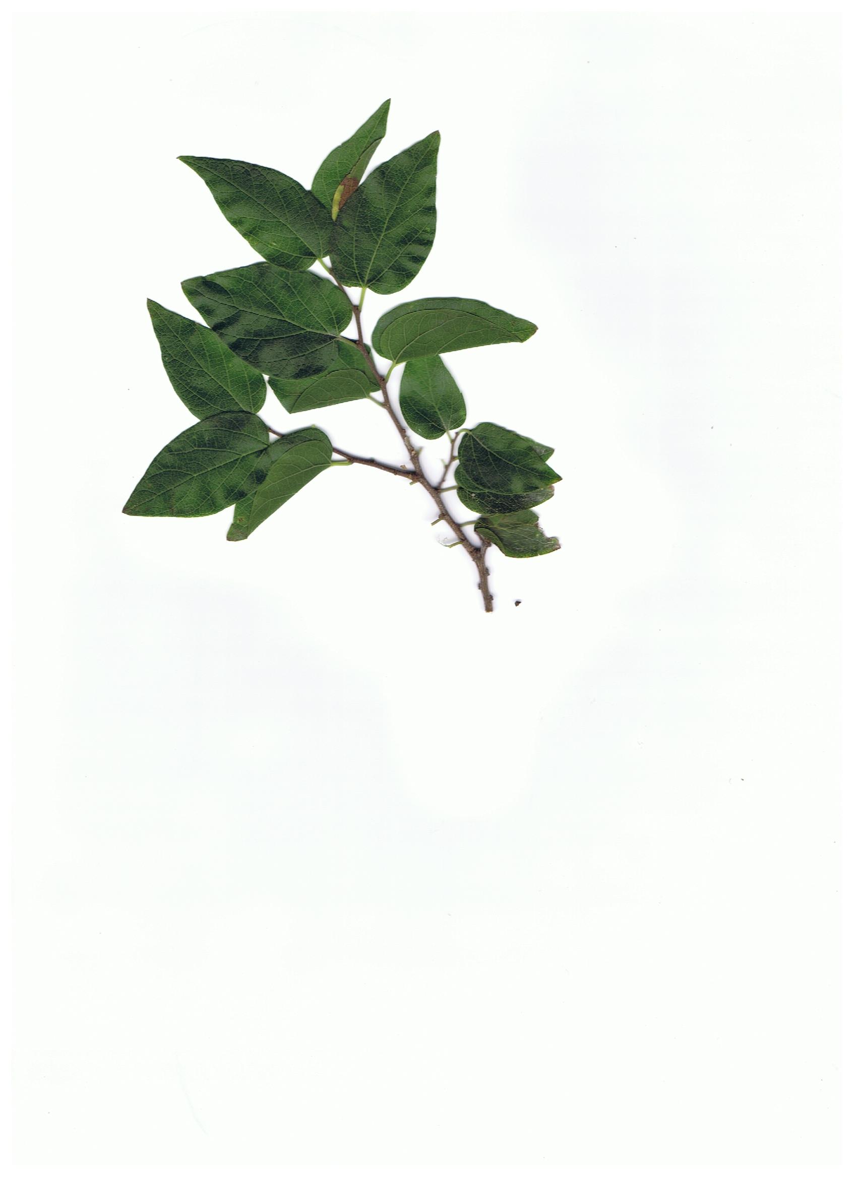 Sugar Hackberry, Palo Blanco, Texas Sugarberry – stxflora
