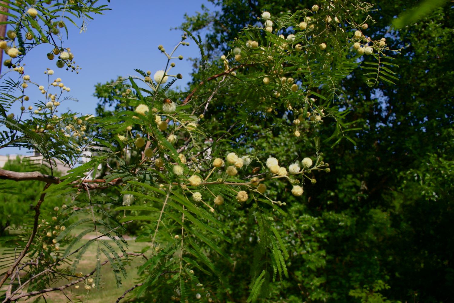 Tepeguaje – stxflora