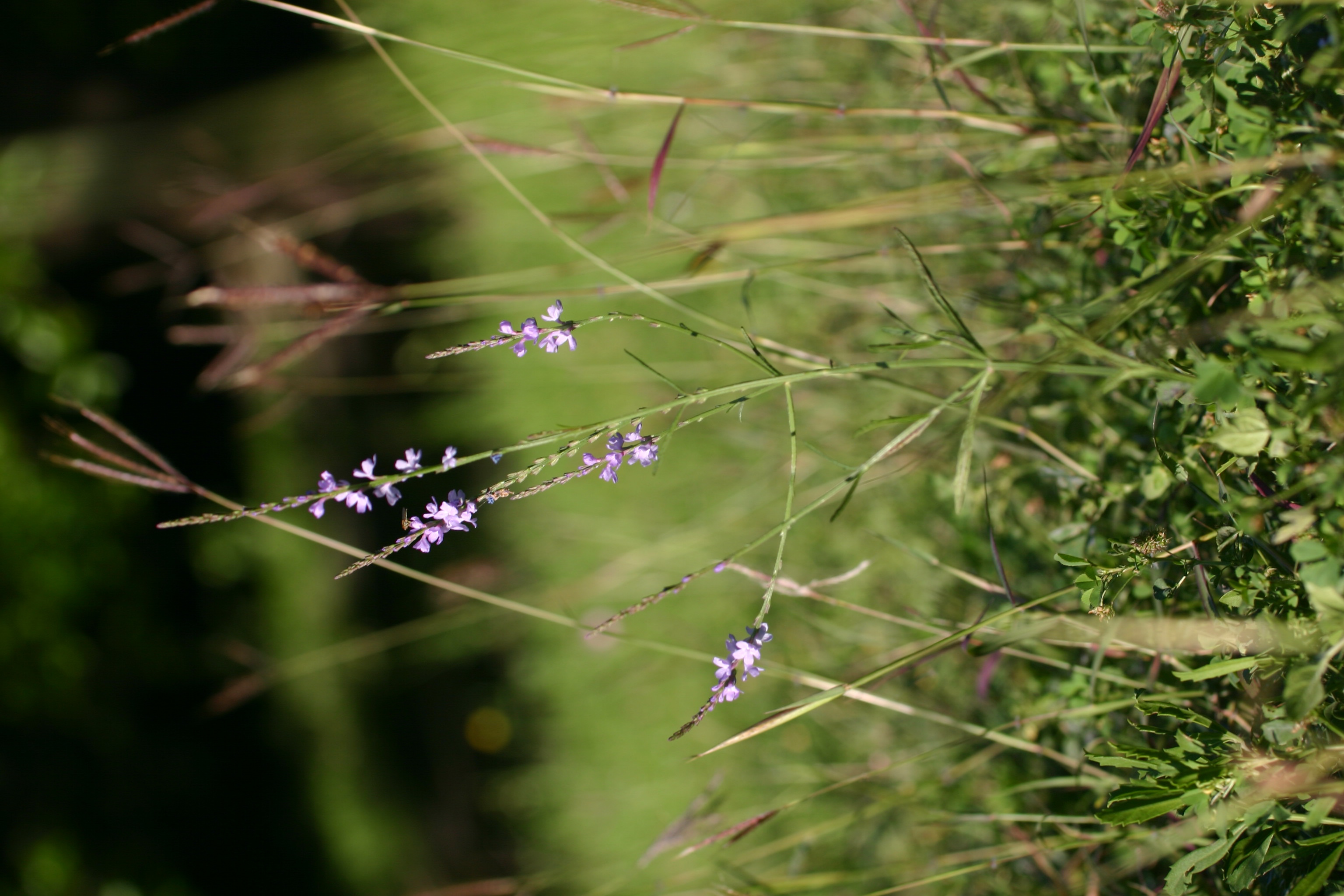 Texas Vervain – stxflora