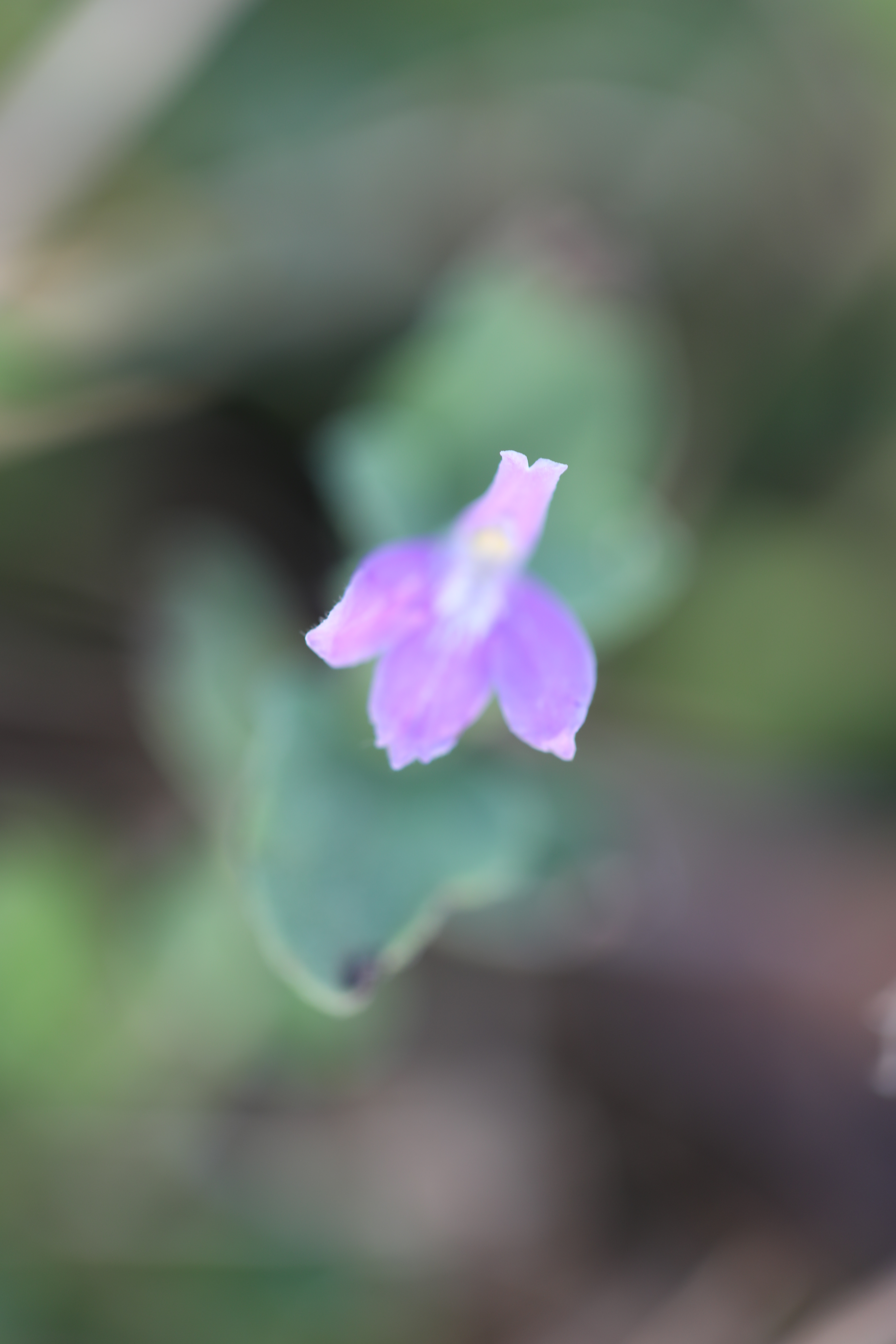 Tube Tongue – stxflora