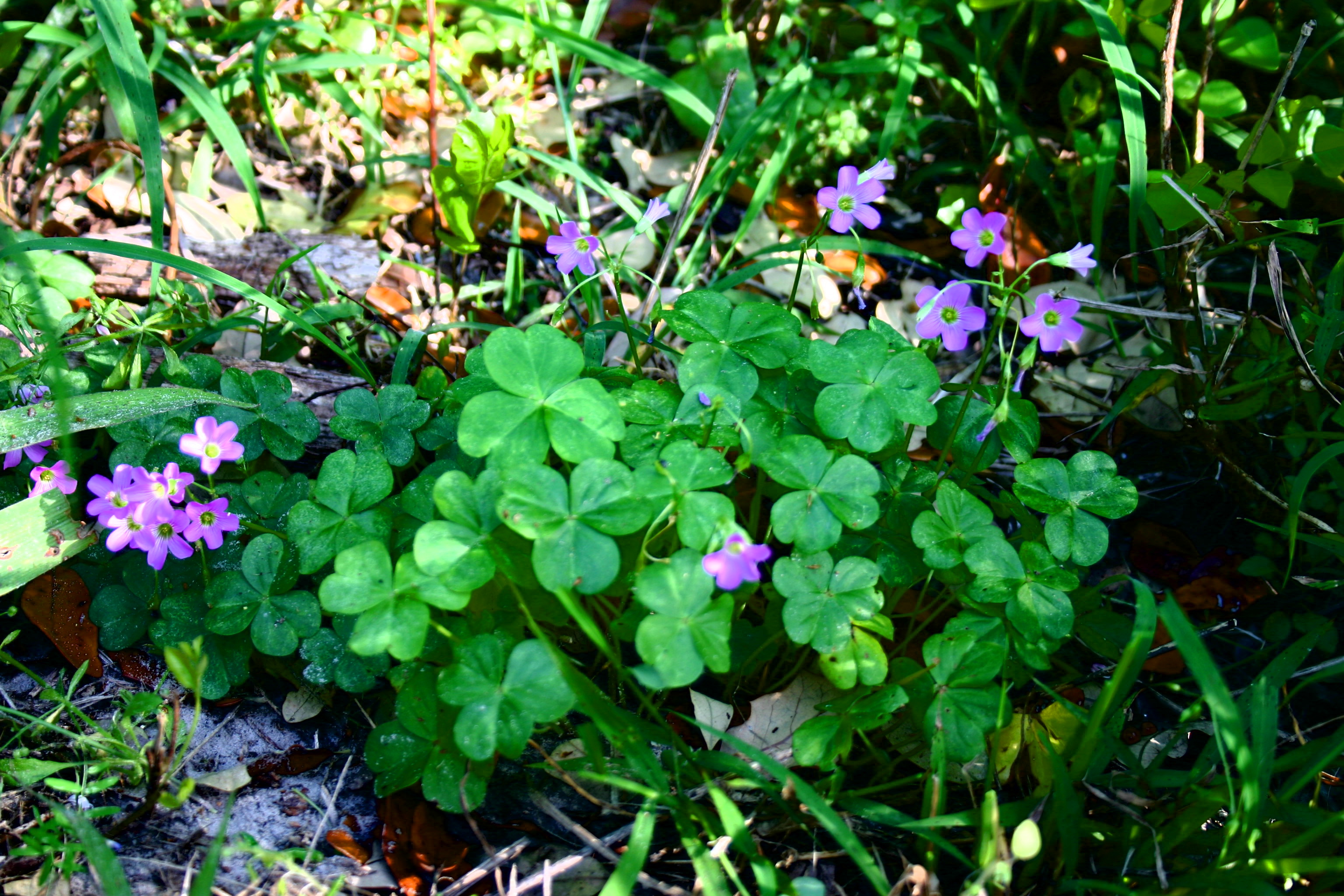 wood-sorrel-plant-purple.jpg?w