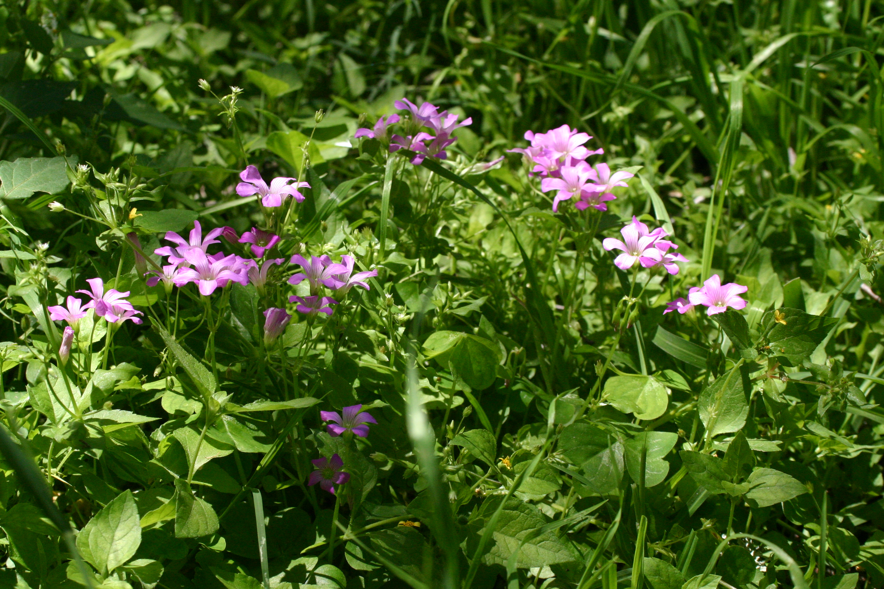 Purple Wood Sorrel; Drummond's Wood Sorrel – stxflora