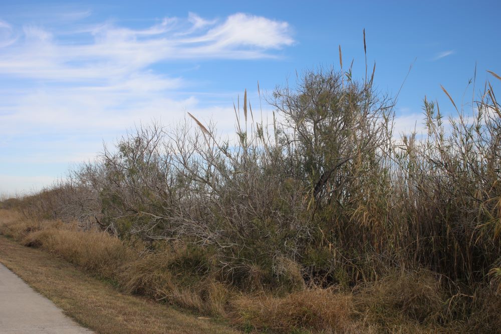 Giant Cane, Giant Reed; Carrizo – stxflora